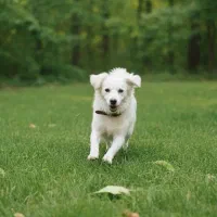 واگذاری سگ اشپیتز میکس یا کوکونی نژاد یونانی|سگ|اصفهان, بوستان ناژوان|دیوار