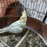 عروس هلندی سالم و سرحال|پرنده|رشت, سعدی (تختی)|دیوار