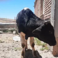 سالم خوش خوراک