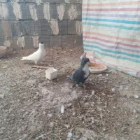 ماده کروباتی کاکلی|پرنده|سلیمان, |دیوار