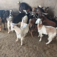 کهره