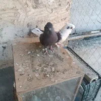 کبوتر نوک قنار|پرنده|وحیدیه, |دیوار