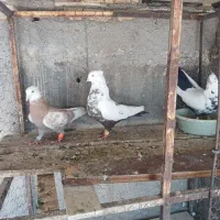 کبوتر جفتی