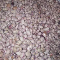 لوبیا چیتی خوشه چین