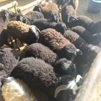 بره نروماده کیلو ۳۶۰