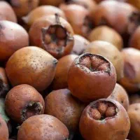ازگیل (کونوس)|خوردنی و آشامیدنی|لاهیجان, کوی آزادگان|دیوار
