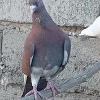 پلاکی مسافتی|پرنده|کهنوج, |دیوار