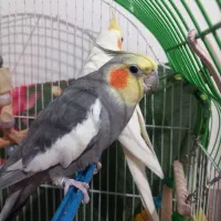 عروس هلندی پرنده