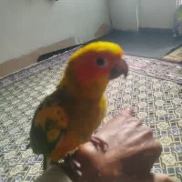 گم شده در پلیس راه قران