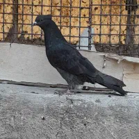 کبوتر|پرنده|تهران, هفت چنار|دیوار