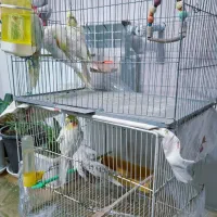 عروس هلندی|پرنده|سبزوار, گلشن|دیوار