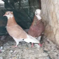 کفتر پرشی|پرنده|میناب, |دیوار