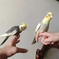 جوجه عروس هلندی|پرنده|محمدشهر, شهرک پیام (مهرالبرز)|دیوار