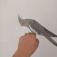 عروس هلندی ماده سه ماهه
