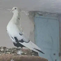 معاوضه با جفت جوجه شیخ