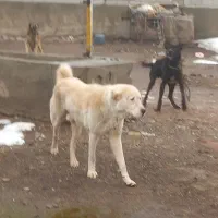 واگذاری سگ سرابی