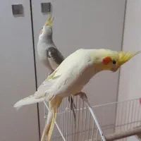 جفت عروس هلندی مولدمست مست به همراه تخم