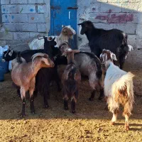 10 عدد بز آبستن و بچه دار