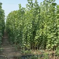 نهال صنوبر، سرمایه سبز و مطمئن|خدمات باغبانی و درختکاری|تاکستان, |دیوار