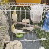 عروس هلندی لوتینو|پرنده|اصفهان, خواجو|دیوار