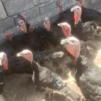 بوغلمون برنزه .جوان وسرحال|حیوانات مزرعه|رضویه, |دیوار