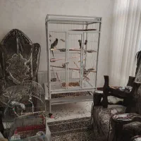 شاه طوطی اسکندراصل وعروس هلندی دستی ومینا|پرنده|اصفهان, گلستان|دیوار