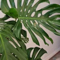 گلدان مونسترا (برگ انجیری)سایز خیلی بزرگ|گل و گیاه طبیعی|تهران, سازمان برنامه جنوبی|دیوار