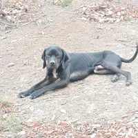 توله انگلیس المان