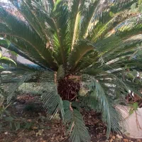 گل سیکاس بزرگ