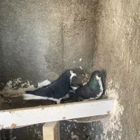 کبوتر رنگی زردو شیرازی|پرنده|شاهین‌شهر, حافظ جنوبی|دیوار