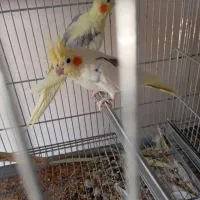 عروس هلندی ایزبلا دوکت لوتینو  آلبینو دوکت وآلبینو