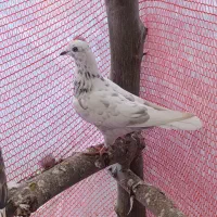 دو عدد کبوتر پرشی|پرنده|آستانه اشرفیه, |دیوار