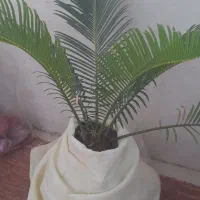 گل سیکاس
