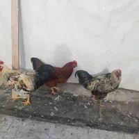 خروس محلی چاق|حیوانات مزرعه|اردبیل, |دیوار