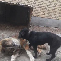 پاکوتاه فروشی|سگ|چناران, |دیوار