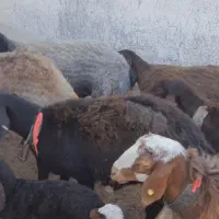 فروش میش هترو|حیوانات مزرعه|سبزوار, قصبه شرقی|دیوار