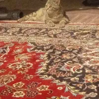 گربه|گربه|اصفهان, مصلی|دیوار