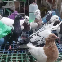 کبوتر کفتر رنگی و نقش پرشی و زدوخوردی
