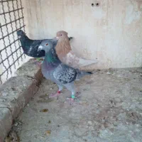 پلاکی ماده