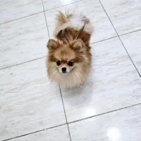 پامر خرسی عروسکی