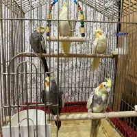 عروس هلندی مولد|پرنده|شهریار, شهریار|دیوار