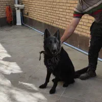 سگ ژرمن شپرد بلک|سگ|فردیس, شهرک صنعتی نور|دیوار