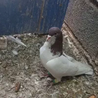 کبوتر رنگی|پرنده|قزوین, |دیوار