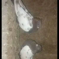 کبوتر سینه ی