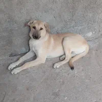 سگ جوان چهار ماهه نر و ماده