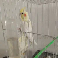 عروس هلندی نر