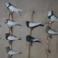 سینه و طوقی همه رنگی ماده|پرنده|شیراز, آزادگان|دیوار