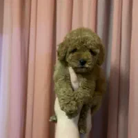 توی پودل رد نروماده|سگ|مشهد, هنرستان|دیوار