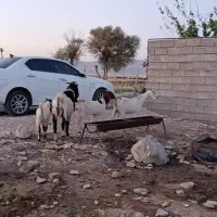 بز.|حیوانات مزرعه|دورود, |دیوار
