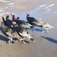 فروش بوقلمون|حیوانات مزرعه|شیروان (خراسان), |دیوار